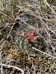 Pediocactus simpsonii