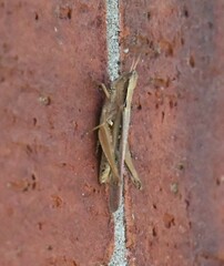 Orphulella
