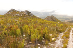 Syncarpha milleflora