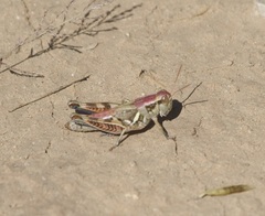 Melanoplus lakinus