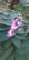 Lonchocarpus
