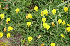 Calobota