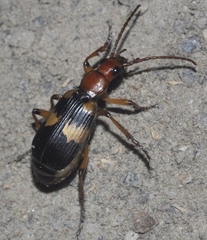 Pheropsophus hispanicus