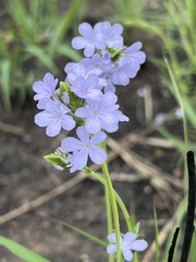 Buchnera longespicata