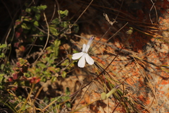 Lobelia dichroma