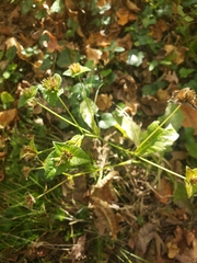 Elephantopus tomentosus