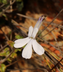 Lobelia dichroma