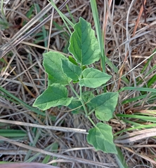 Physalis cinerascens