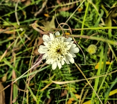 Scabiosa ochroleuca