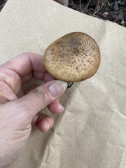 Armillaria ostoyae