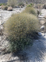 Bebbia juncea aspera