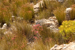 Erica densifolia