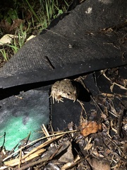 Discoglossus galganoi
