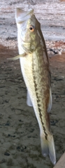 Micropterus