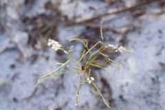 Polygonella gracilis