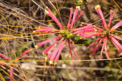 Erica densifolia