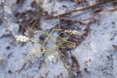 Polygonella gracilis