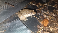 Discoglossus galganoi