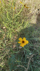 Thelesperma filifolium