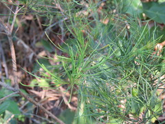 Myrtaceae