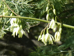 Furcraea