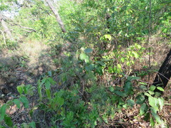 Myrtaceae
