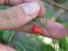 Myrtaceae