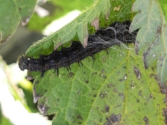 Aglais urticae