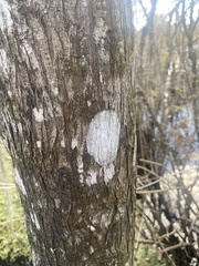 Cryptothecia striata