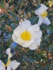 Camellia