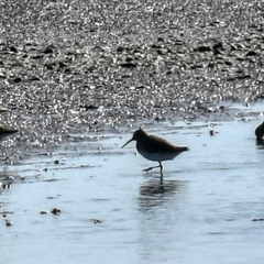 Calidris alpina