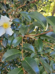 Camellia