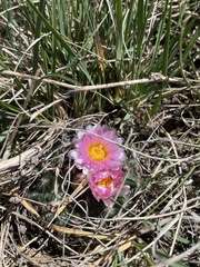 Pediocactus simpsonii