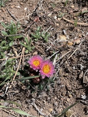 Pediocactus simpsonii