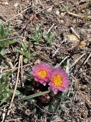 Pediocactus simpsonii