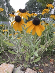 Rudbeckia