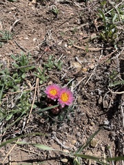 Pediocactus simpsonii