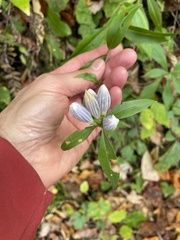 Gentiana decora