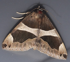 Dysgonia torrida