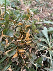 Phragmidium mexicanum