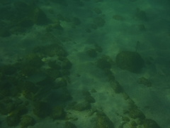 Mulloidichthys dentatus