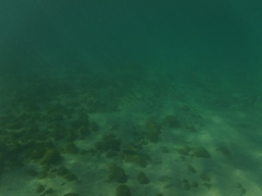 Mulloidichthys dentatus