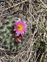 Pediocactus simpsonii