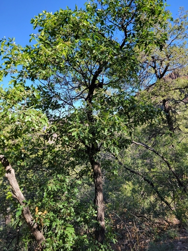 Chisos Red Oak