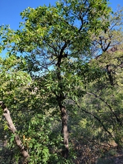 Quercus gravesii