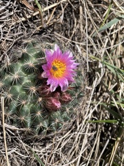 Pediocactus simpsonii