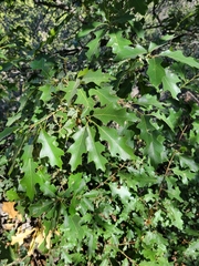 Quercus gravesii