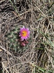 Pediocactus simpsonii