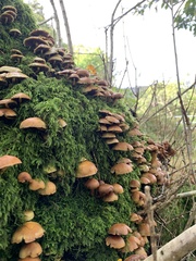 Psathyrella piluliformis