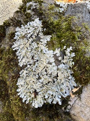 Myelochroa aurulenta